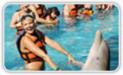 Sea Life Park Dolphin Royal Swim